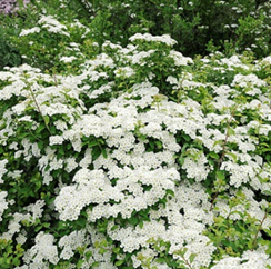      Spiraea nipponica Halward's Silver 